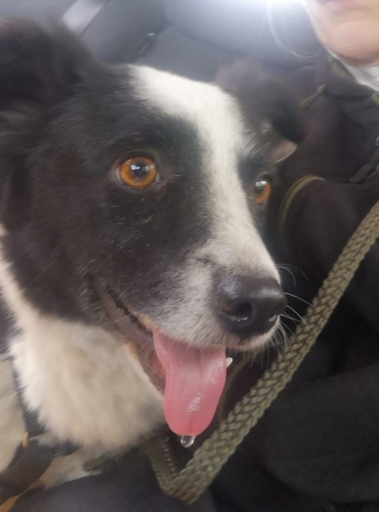 Nika (Pflegestelle) reserviert Mira Tierhilfe e.V.